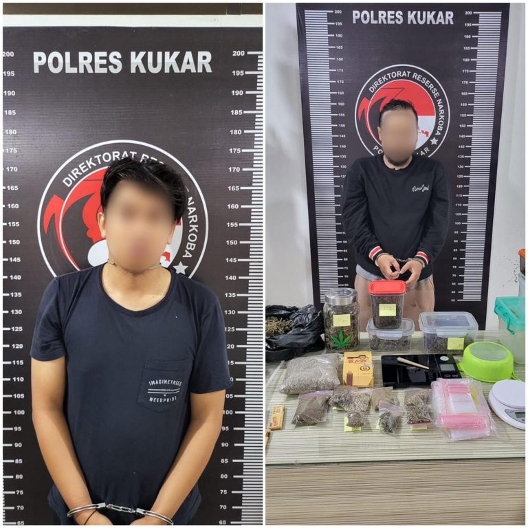 Tersangka Pengedaran dan Konsumen Tertangkap, Polisi Berhasil Menyita 1,3 Kilogram Ganja di Tenggarong