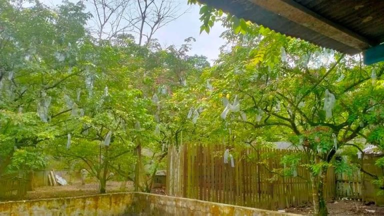 Desa Manunggal Jaya Kembangkan Wisata Kebun Belimbing, Tawarkan Petik Buah dan Kolam Renang