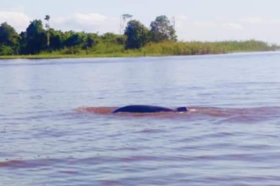 Regenerasi Diperlukan untuk Jaga Kelestarian Alam dan Pesut Mahakam di Desa Pela Kukar